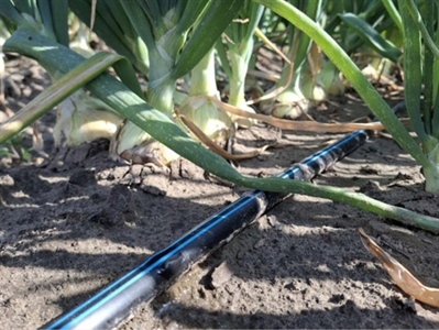 Weinig opbrengstverschillen en een lager nitraatresidu bij fertigatie in ui en prei