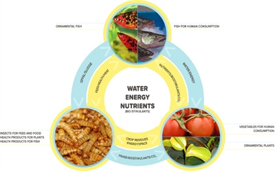 AEP-Pulse: ontwikkeling en demonstratie van Aqua-Entomo-Ponics