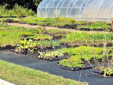 Sierlijk bio: toekomst voor biologische sierteelt in pot