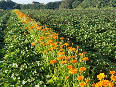 ALTERBAT: tussenzaai van groenbedekkers als alternatieve onkruidbeheersingsstrategie in de teelt van bataat