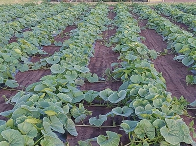 MULCHDUO: mulchen voor onkruidbeheersing en duurzame oogsten in nicheteelten