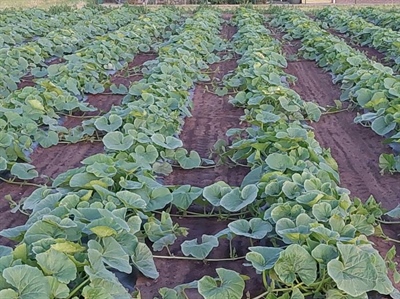 MULCHDUO: mulchen voor onkruidbeheersing en duurzame oogsten in nicheteelten