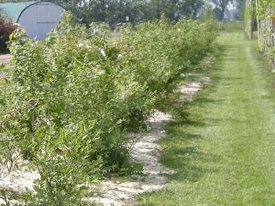 Erkenningen Proplant en Lalguard M52 OD uitgebreid en nieuwe erkenning voor Serenade Soil Activ