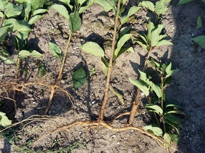 Geïntegreerde aanpak van plantenparasitaire nematoden in de boomkwekerij