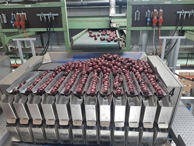 Viaverda bezoekt met telers Wiskerke Onions