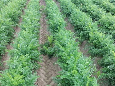 Save the date: Wintervergadering Industriegroenten