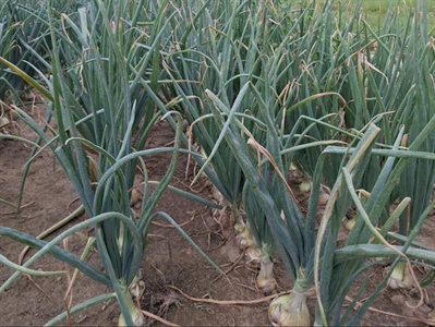 Vacature: proefveldmedewerker groenten (openlucht)