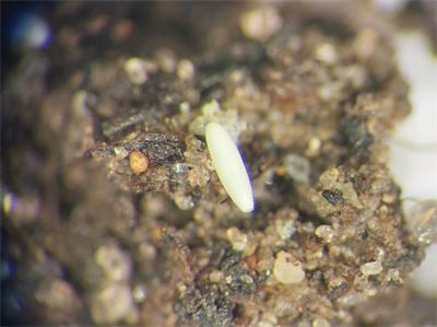 Gezocht: percelen met druk van uien- en/of bonenvliegen voor monitoring