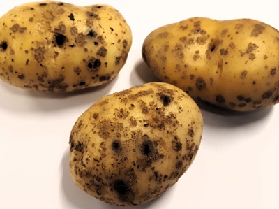 CTRL-ELAT 2.0: Naar een geïntegreerde aanpak van ritnaalden in de aardappelteelt