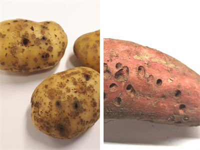 CTRL-ELAT 2.0: naar een geïntegreerde aanpak van ritnaalden in de aardappelteelt