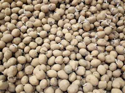 VLAPO: Vlaams pootgoed: de toekomst groeit hier