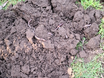 REGEPRAK: Obstakels voor het toepassen van regeneratieve praktijken