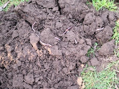 REGEPRAK: obstakels voor het toepassen van regeneratieve praktijken wegwerken via kennis en demonstratie