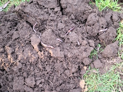 REGEPRAK: Obstakels voor het toepassen van regeneratieve praktijken