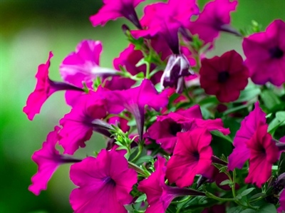 Nieuwe erkenningen voor Fox 480 SC en Spruzit HP en uitbreiding voor Soriale