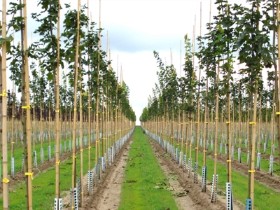 Studiedag Sierteelt Vollegrond en Container - Destelbergen