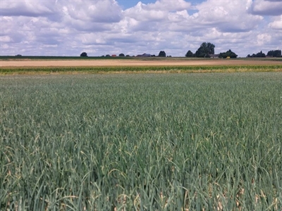 Uien telen met minder stikstof