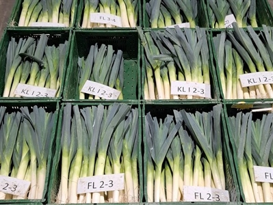 Opbrengstresultaten prei rassen late herfst