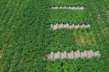 Wat leren proeven in 2025 van (half)vroege frietrassen?