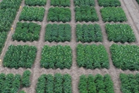 Late frietrassen in proeven 2025: onze conclusies