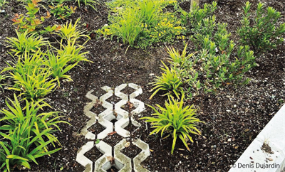 Ruimte rond de kolk: quick wins voor meer water, groen en leefruimte in de straat