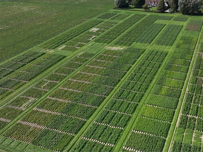 Fontane en Innovator: vergelijking tussen rassen