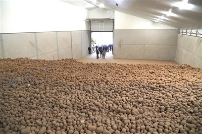 Aardappeloogst 2025: verloop afzet en voorraad