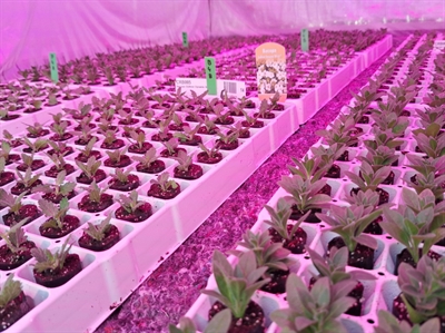 Energie besparen met schemerlicht of traag pulserend licht