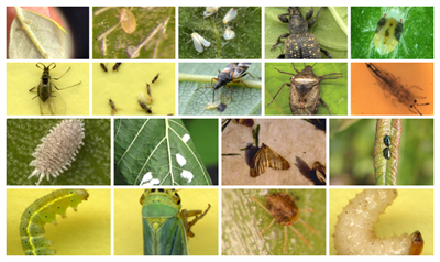 Welke IPM-oplossingen zijn er nog tegen plagen in de sierteelt?