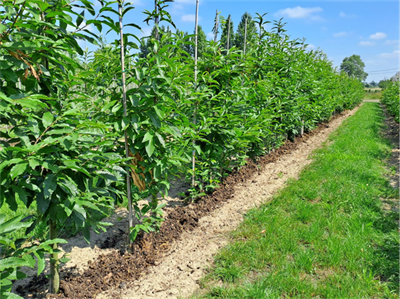Inspiratiedag Bodem - Oeselgem-Zulte