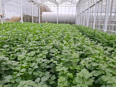 Vacature: onderzoeker groenten (onder bescherming) voor 8 maanden, met kans op verlenging