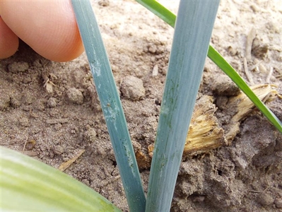 Terugblik Waarnemingen en Waarschuwingen prei 2026