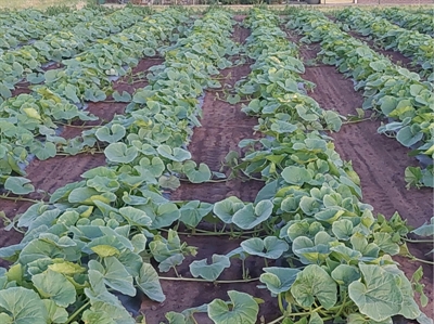 Kan mulch de onkruiddruk verlagen in bataat, pompoen en yacon?