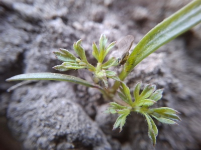 Zevenbladluis op komst in wortelen? Volg de temperatuursom