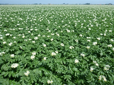 Aardappelareaal moet dalen, nood aan visie op middellange termijn