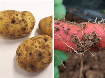 Gezocht: percelen voor onderzoek naar ritnaalden in aardappelen en bataat