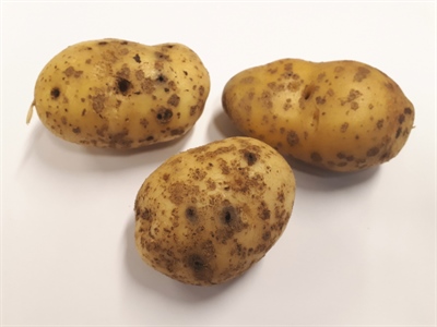 Gezocht: percelen voor onderzoek naar ritnaalden