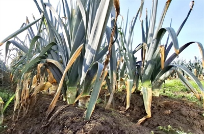 Veel hergroei in de prei door zacht weer