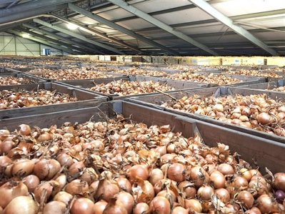 Uien stikstofbemestingsproef komen uit bewaring