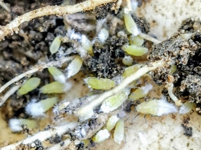 Mycotal erkend tegen wortelluizen