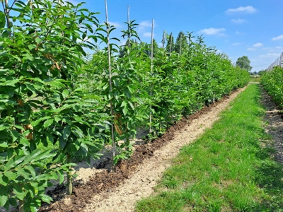 Eindresultaten demonstratieproject rond organische koolstof in boomkwekerijbodems