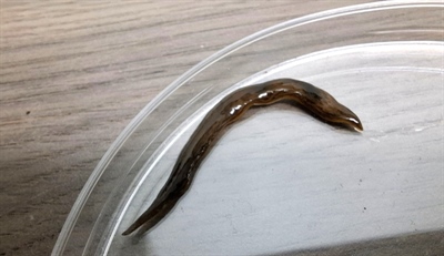 Obama nungara: een nieuwe uitdaging bij de afzet van sierplanten