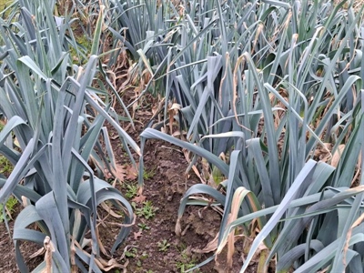 Pitmetingen prei late winter