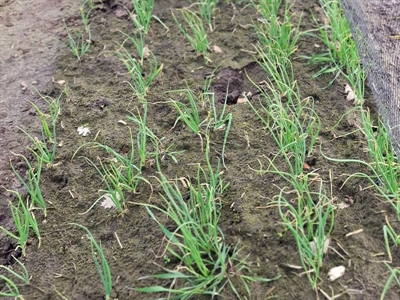 Winteruien komen goed de winter door