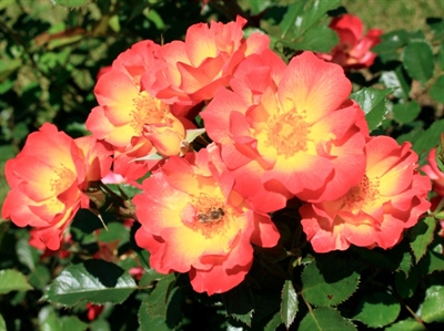 Gezocht: keurders voor rozenkeuring