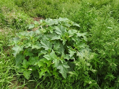 Doornappel (Datura stramonium)