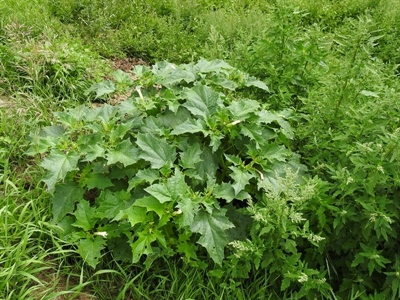 Doornappel (Datura stramonium)