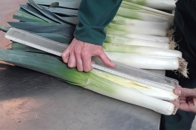 Update pitmetingen prei late winter