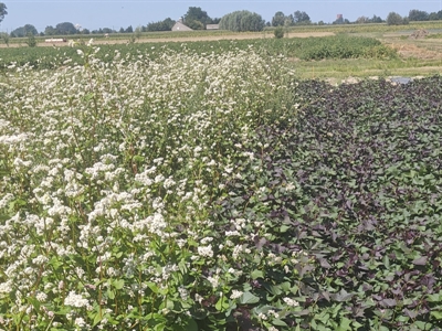 Inzaai van groenbedekkers in bataat kan leiden tot sterke opbrengstderving