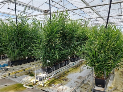 Verdere optimalisatie van hydroteelt gember is nodig